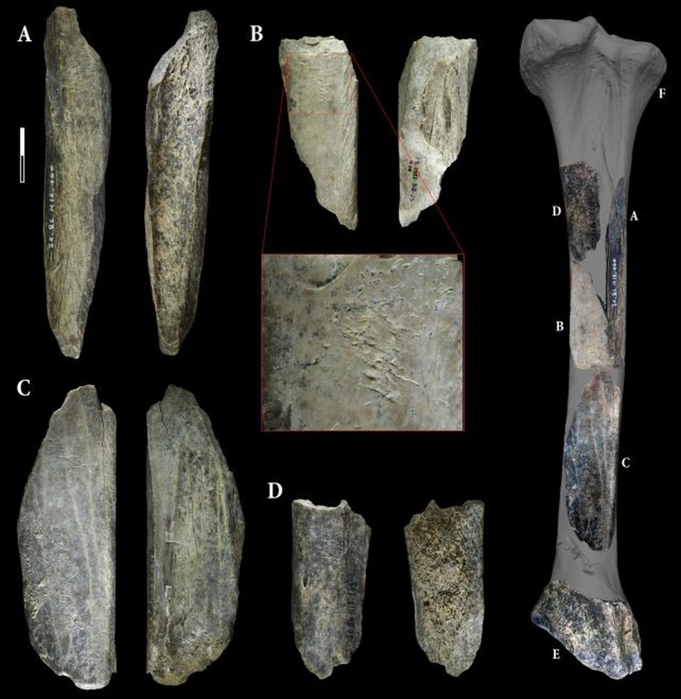 As quatro ferramentas ósseas descobertas na Caverna Scladina, com destaque para a peça B, que exibe marcas de desgaste características do uso no afiamento de bordas de instrumentos de pedra — Foto: Abrams et al., Sci. Rep. , 2025