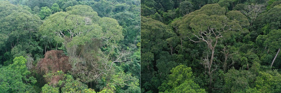 Uma árvore Dipteryx oleifera logo após ser atingida por um raio em 2019 (esquerda) versus dois anos depois (direita) — Foto: Evan Gora/Cary Institute of Ecosystem Studies