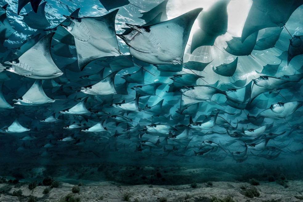 A imagem da "revoada" de arraias compete na categoria "Conservação (Esperança)" — Foto: Nicolas Hahn via Oceanographic Magazine