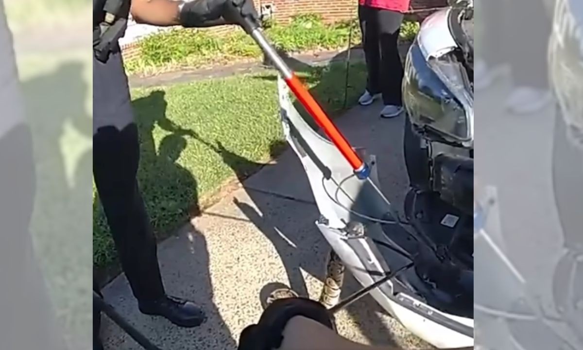 Píton-bola fica presa em para-choque de carro nos EUA; veja vídeo