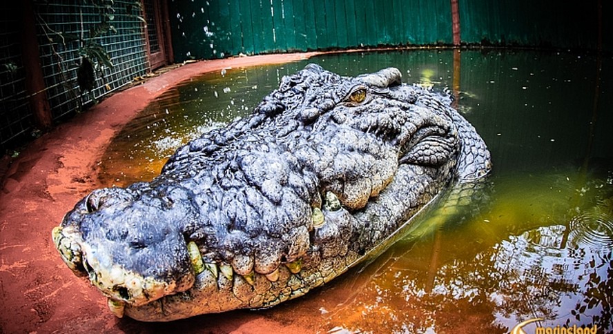 Crocodilo já foi reconhecido pelo Guinness World Records