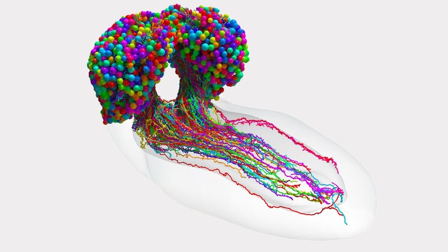 Representação da rede neural no cérebro de larvas da mosca-das-frutas