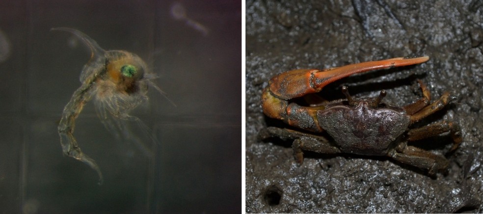 Larvas do chama-maré (Leptuca thayeri), à esquerda, tiveram redução na taxa de sobrevivência com aumento de temperatura. — Foto: Murilo Marochi/Unesp