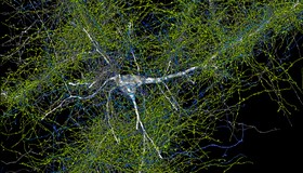 Cientistas encontram 57 mil células e 150 milhões conexões neurais em amostra de cérebro