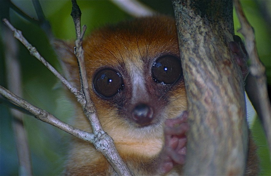 Lêmure-rato-vermelho, 'Microcebus rufus', é exclusivo de Madagascar e está ameaçado de extinção