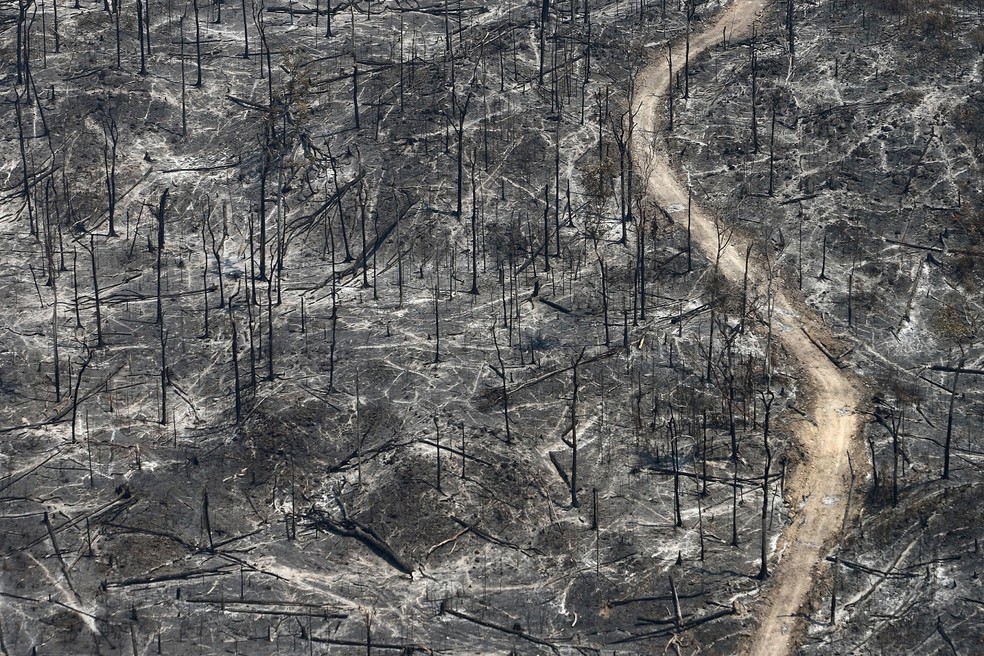 “O desmatamento, as secas e os grandes incêndios podem fazer tanto estrago quanto as massivas erupções vulcânicas do passado", diz Iara Cardoso — Foto: Rodrigo Baleia/Greenpeace
