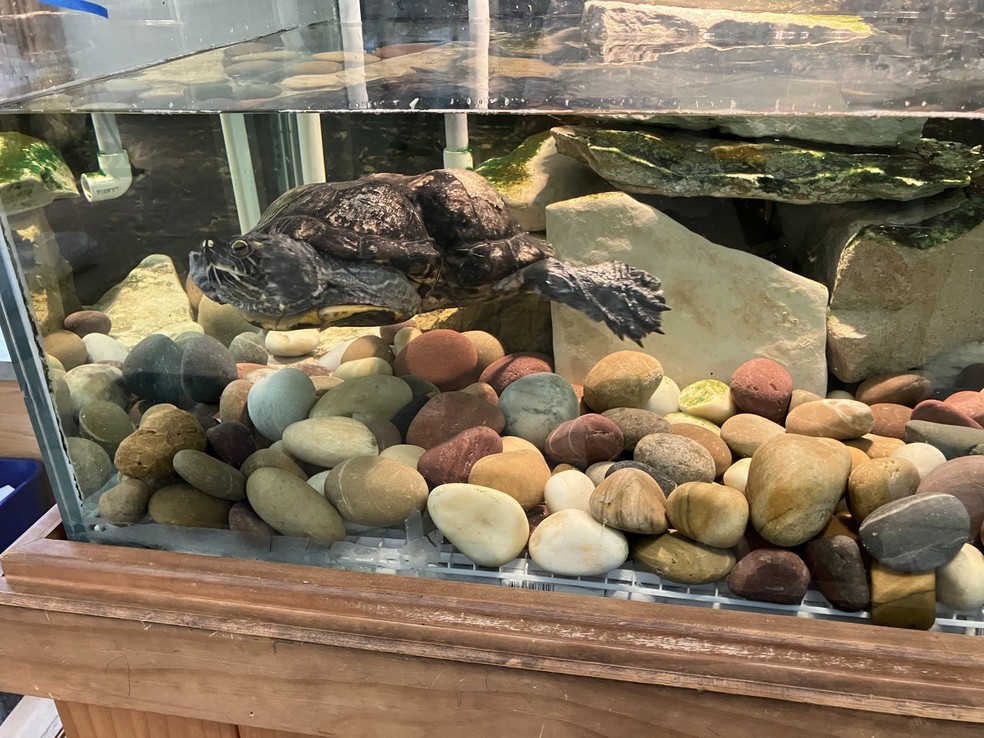 Peanut em seu aquário no Powder Valley Conservation Nature Center, no Missouri — Foto: Reprodução/Facebook (St. Louis Scanner News)