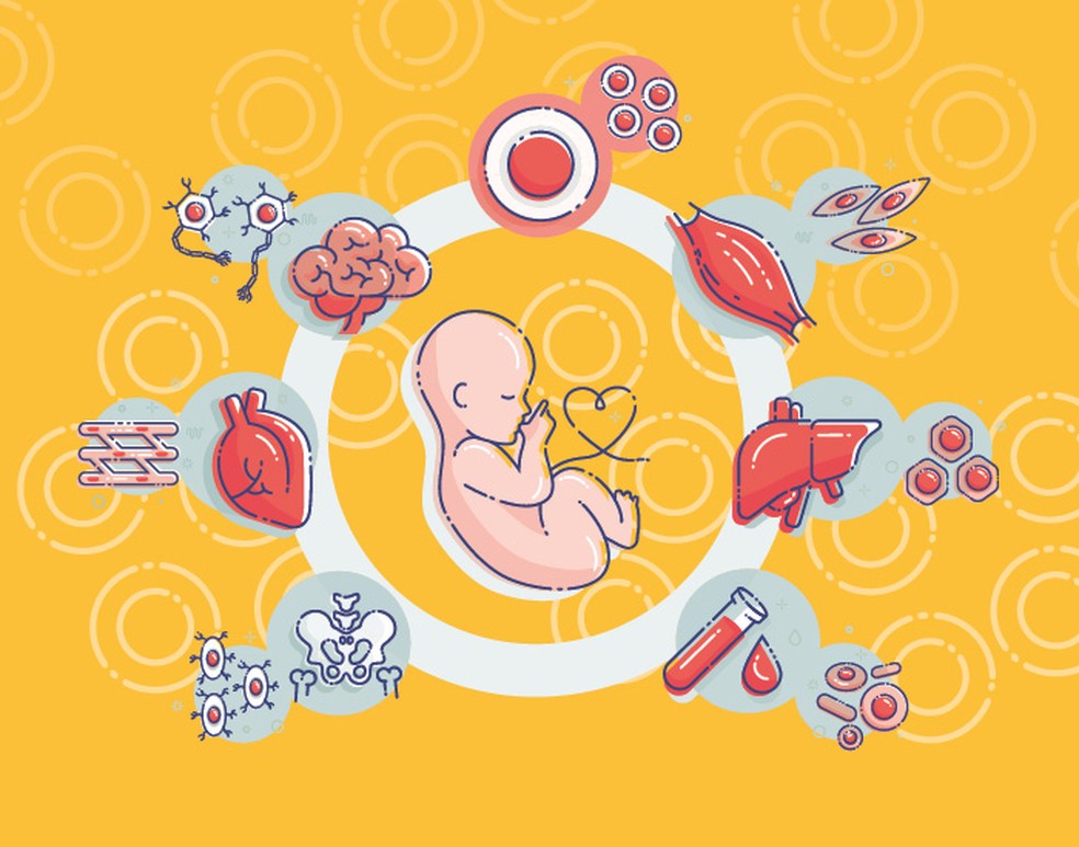 As células tronco consideradas embrionárias (totipotentes e pluripotentes), presentes em embriões humanos poucos dias após a fecundação — Foto: Getty Images