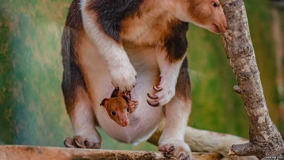 Filhote de canguru-arborícola nasce em zoológico da Inglaterra — Foto: Chester Zoo