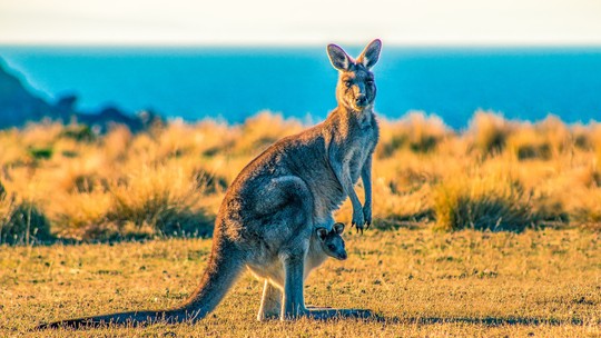 Marsupiais podem ser os mamíferos mais evoluídos — superando até humanos