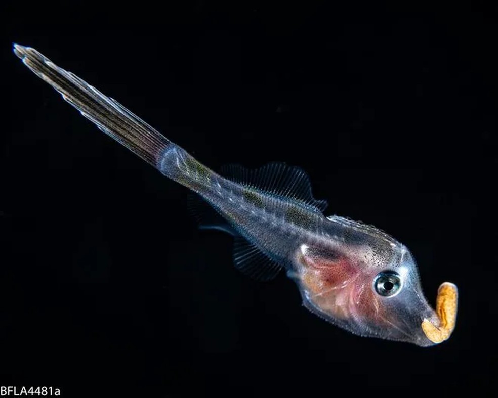 Peixe-lima juvenil carregando uma larva na boca — Foto: Rich Collins