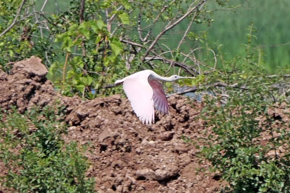 Pássaro cor-de-rosa nunca tinha sido avistado vivo antes em Wisconsin — Foto: @wiscobirder/Reprodução/Twitter