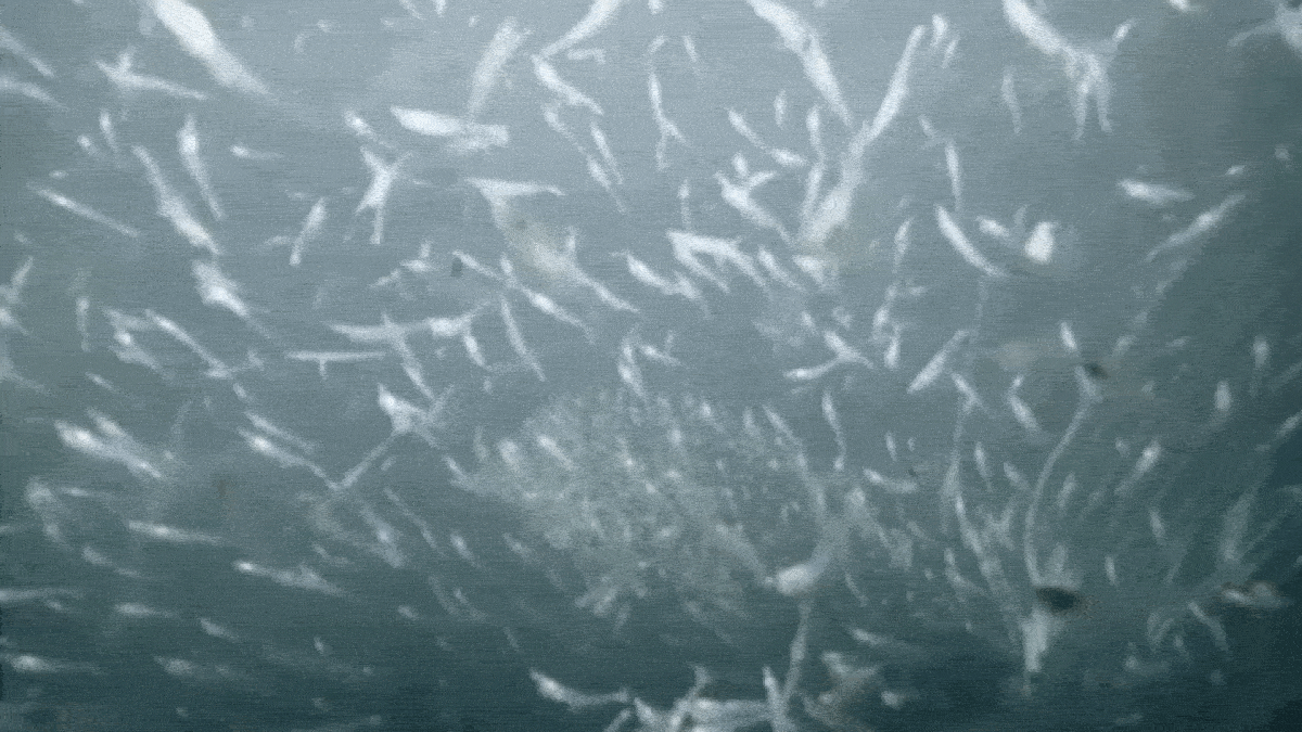 Imagem de águas próximas à geleira Naajat Sermiat na Groenlândia, com diversas espécies marinhas visíveis.