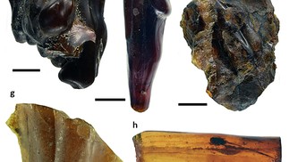 Delclòs, X., Peñalver, E., Jaramillo