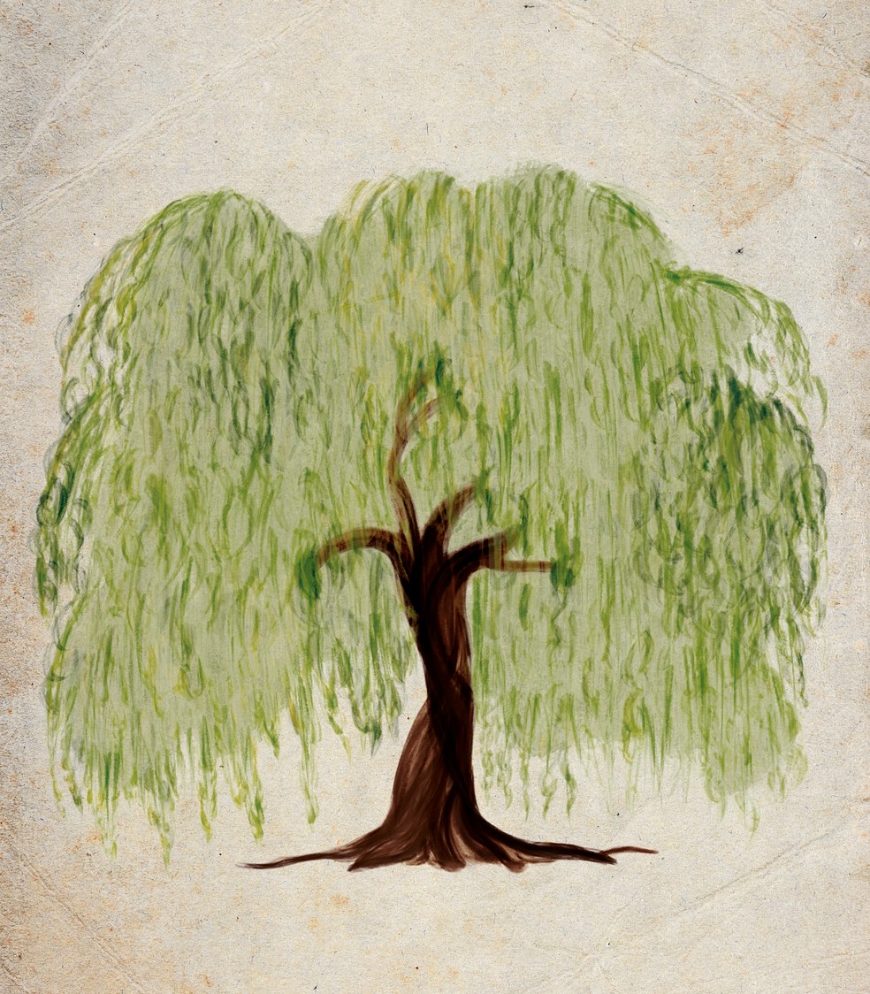 Cegueira botânica — Foto: Ilustração: Marcela Setta/Design: Flavia Hashimoto