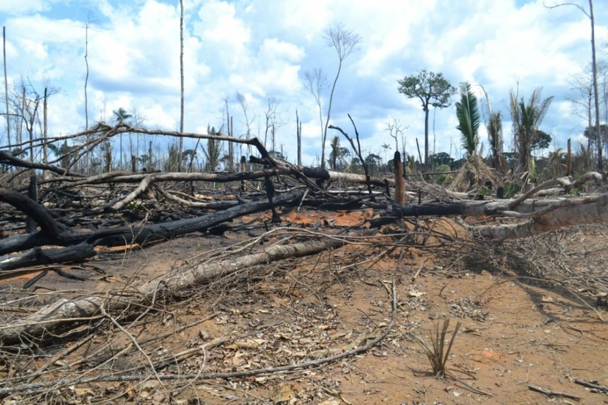 Fronteira emergente de desmatamento no AM registra aumento de incêndios