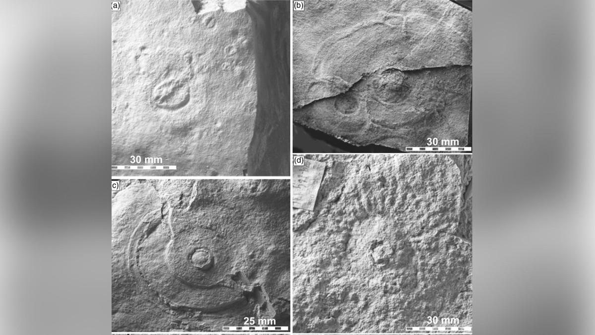 565 million-year-old fossils record an important moment in Earth's evolution |  Sciences