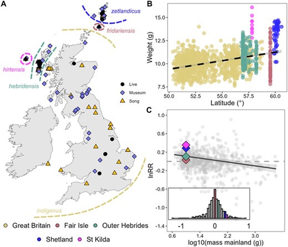 Amostragem e síndromes insulares nos carriças das Ilhas Britânicas — Foto: Evolutionary Journal of the Linnean Society