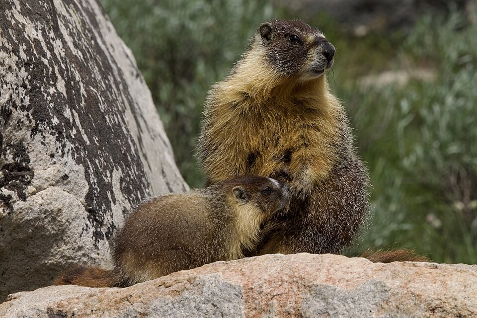 Marmota-de-barriga-amarela no Rocky Mountain Biological Laboratory