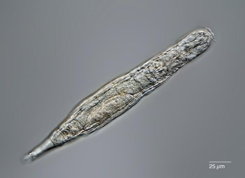 Rotíferos são microrganismos aquáticos extremamente pequenos, quase invisíveis a olho nu — Foto: Michael Plewka/Current Biology