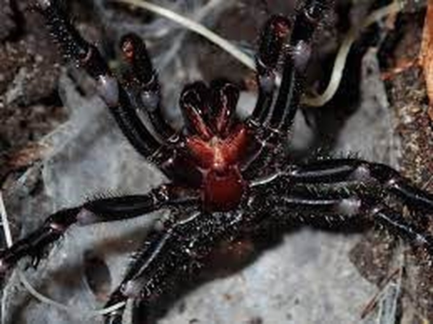 Uma imagem de uma Atrax robustus, conhecida como aranha de  de teia de funil