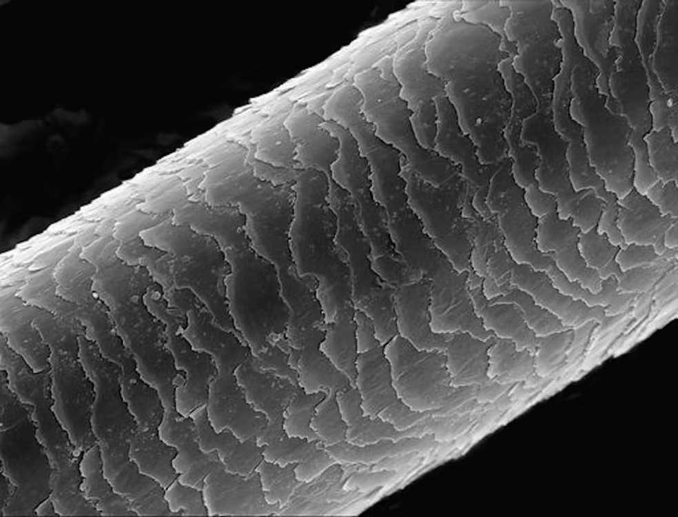 A cutícula de um cabelo sob um microscópio — Foto: Lauren Holden/CC BY-SA