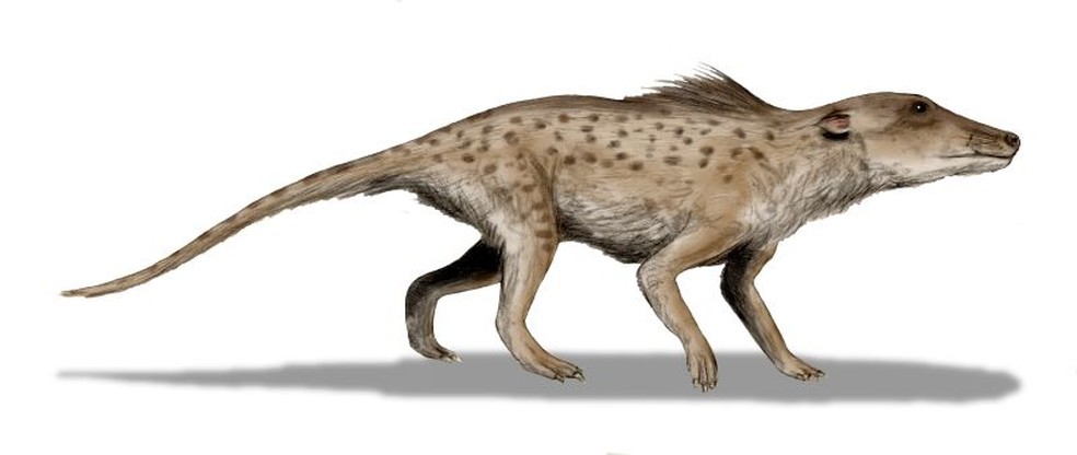 O fóssil do Pakicetus foi descoberto em depósitos de água doce no atual Paquistão — Foto: Nobu Tomura/Wikimedia Commons
