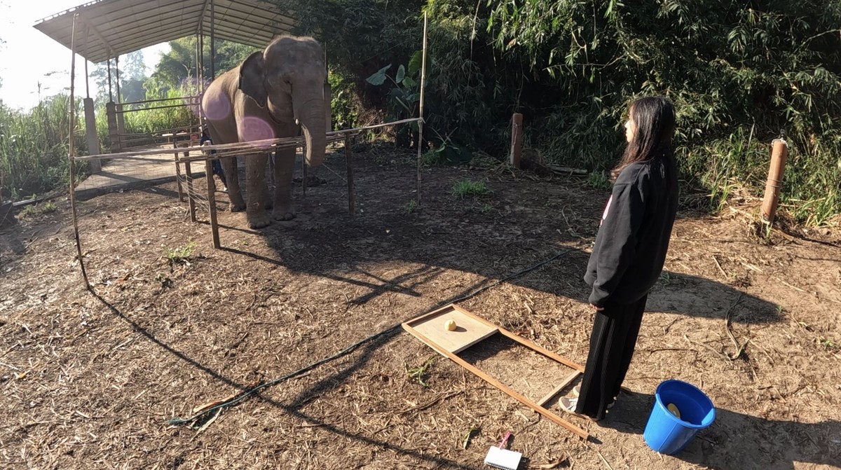 Elefantes sabem quando você está olhando para eles, diz estudo