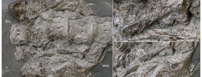 Elementos expostos do crânio de Plesionectes longicollum. (A) Visão geral. (B) Close-up do exoccipital-opistótico. (C) Close-up do esquamosal e quadrado direitos. As barras de escala medem três cm em A e um cm em B e C. Abreviações: cau, câmara para a ampola e o utrículo; exo, exoccipital-opistótico; fcv, primeira vértebra cervical preservada; for, forames; pop, processo paraoccipital; qu, quadrado; sq, esquamosal; X–XI, forames dos nervos cranianos, provavelmente para os nervos vago (X) e acessório (XI). — Foto: PeerJ