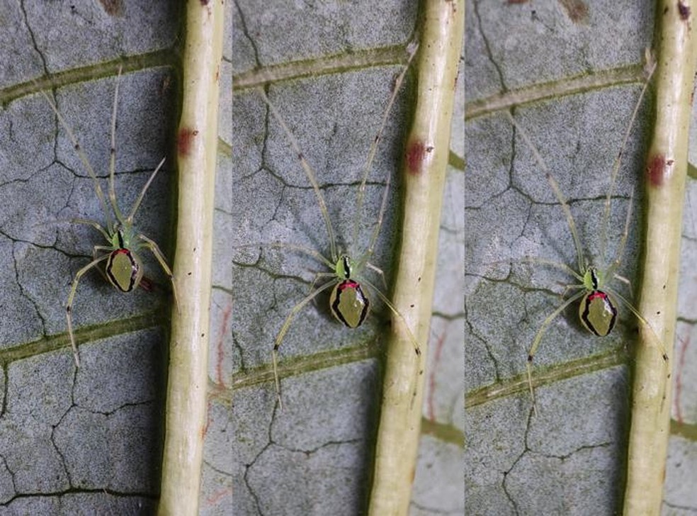 Apesar de não serem parentes próximos para podermos considerá-las da mesma espécie, tanto as aranhas do Havaí quanto as do Himalaia têm preferência por plantas de gengibre — Foto: Devi Priyadarshini e Ashirwad Tripathy