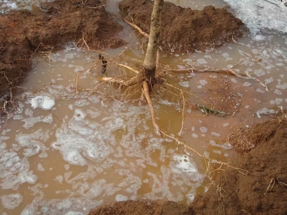  Fornecido pelo autor