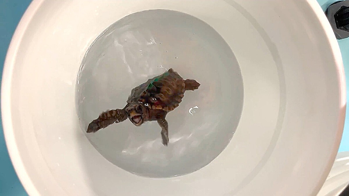 Estas tartarugas são capazes de sentir o mapa magnético da Terra, mostra estudo