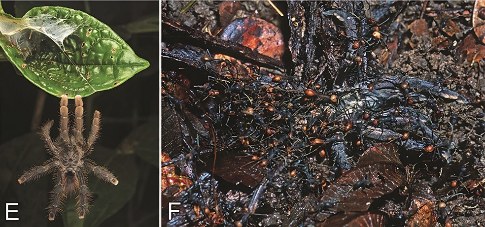 Por que tarântulas são peludas? Este novo estudo descobriu