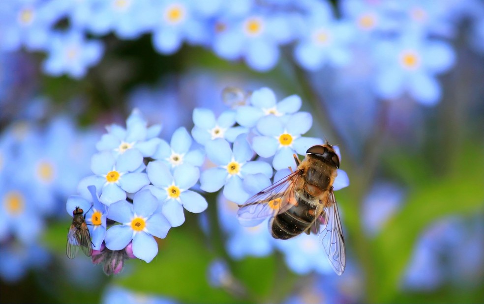 As abelhas também se lembravam dos alimentadores aquecidos e não aquecidos e usavam essa memória para decidir de qual alimentar-se. — Foto: pixabay