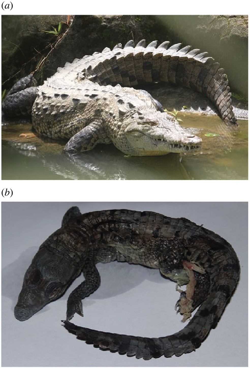 Crocodilo fêmea botou 14 ovos por partenogênese — Foto: Warren Booth et.al 