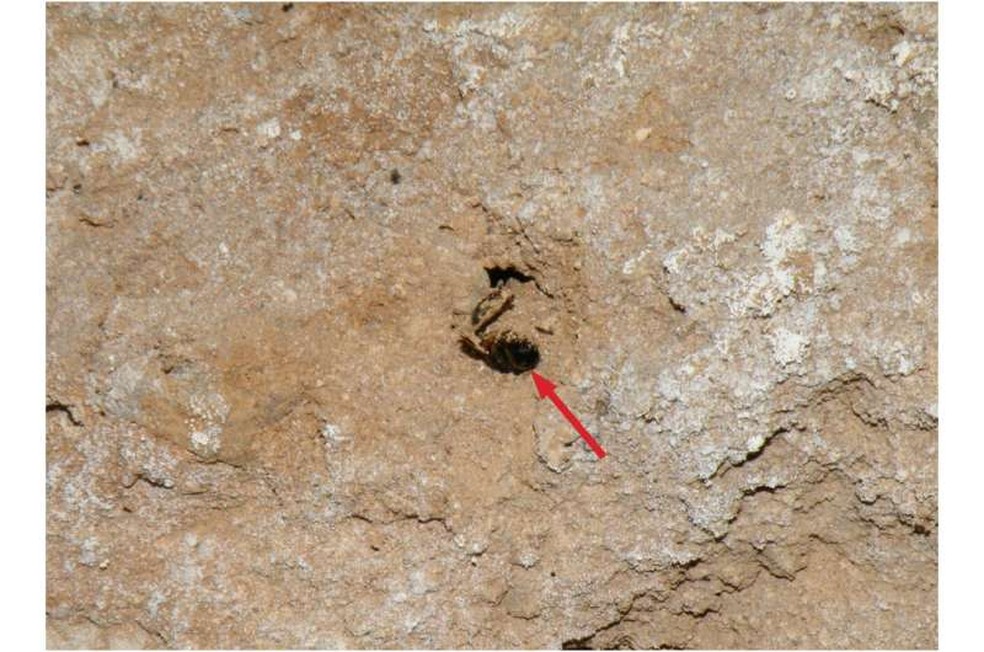 Abelha solitária escavando uma toca na parede transversal da caverna Shanidar, fotografada em 4 de setembro de 2022. — Foto: E. Pomeroy