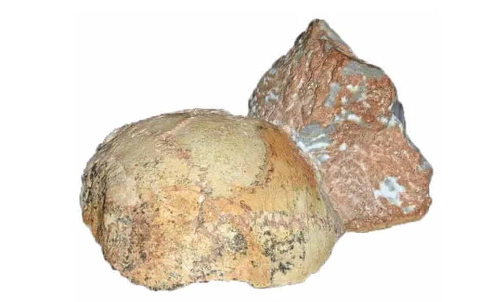 Fragmentos de crânio encontrados na caverna Apidima, na Grécia — Foto: Katerina Harvati, Eberhard Karls/University of Tübingen