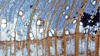 Anéis anuais do tronco de Wataria parvipora. Essa foi uma das características que ajudaram os cientistas a identificar o fóssil de madeira — Foto: Nishino et al.