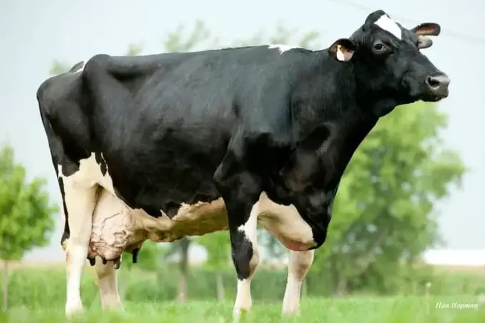 A vaca Smurf produziu 216.891 kg de leite em vida  — Foto: World Guinness Records
