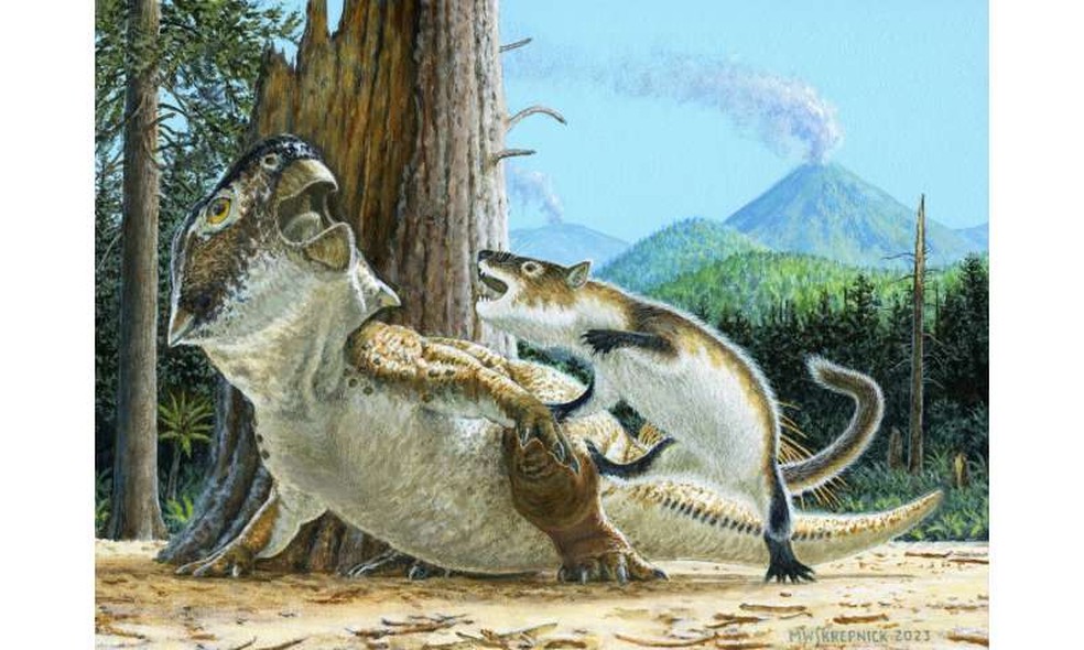 Ilustração mostrando Repenomamus robustus atacando Psittacosaurus lujiatunensis — Foto: Michael Skrepnick