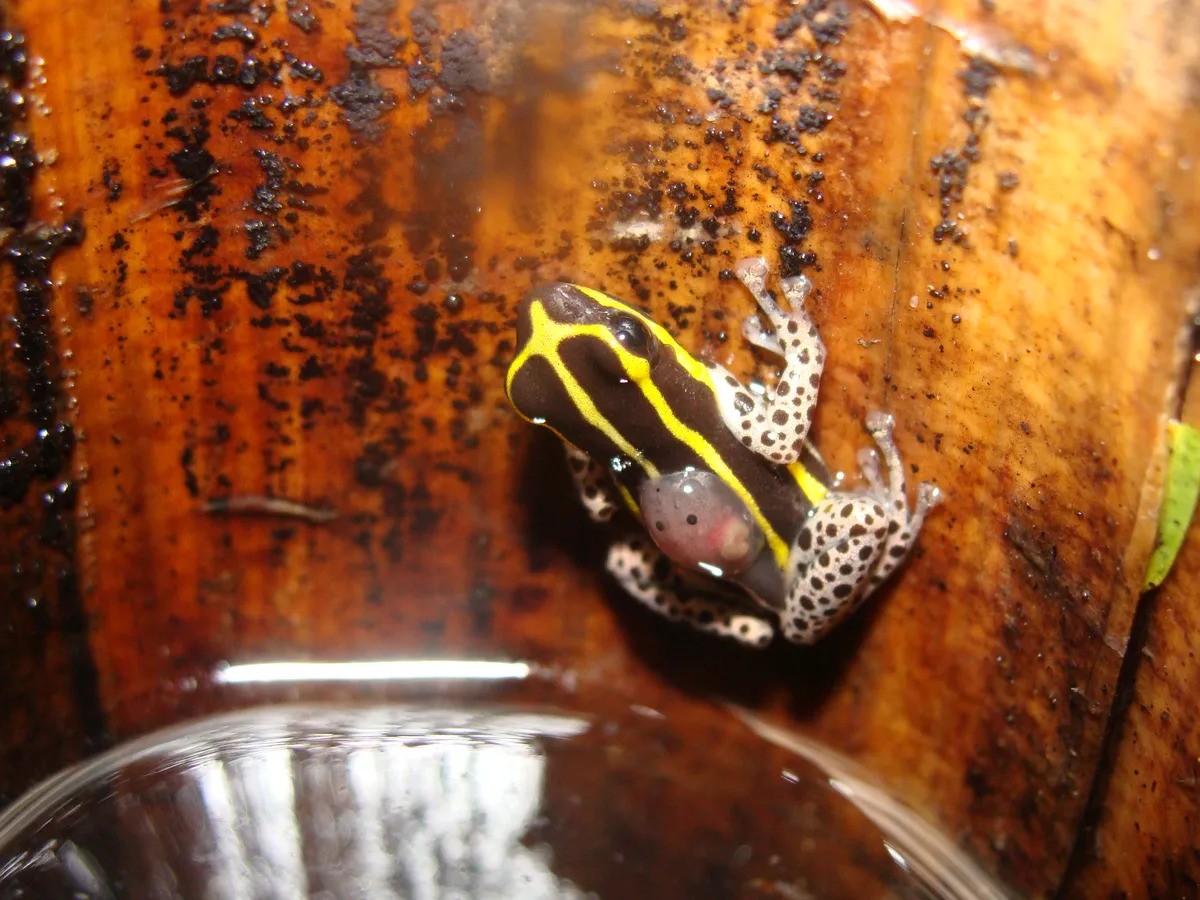 Nova espécie de rã venenosa é encontrada no Brasil
