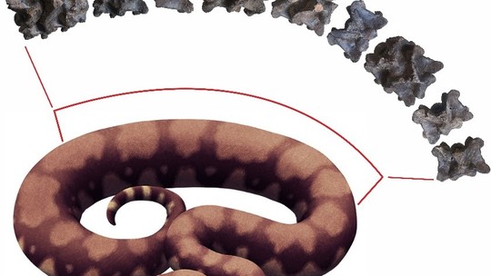 Cobra pré-histórica achada em mina na Índia pode ser a maior que já existiu