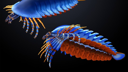 Primeiras aranhas já contavam com garras há 500 milhões de anos, revela fóssil Primeiras aranhas já contavam com garras há 500 milhões de anos, revela fóssil