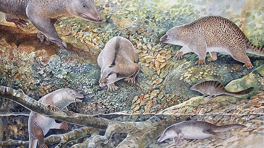 Há 100 milhões de anos, Austrália era dominada por mamíferos que põem ovos