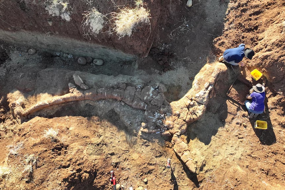 Acredita-se que o fóssil de ictiossauro seja o mais completo de seu tipo encontrado na Austrália — Foto: Australian Age of Dinosaurs