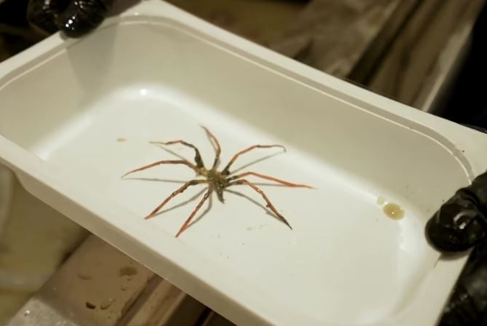 Algumas aranhas-do-mar podem atingir o tamanho de um prato de jantar, segundo os pesquisadores — Foto: Divisão Antártica Australiana