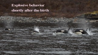  Norwegian Orca Survey