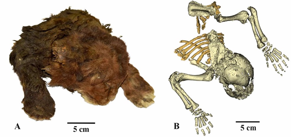 Múmia congelada de Homotherium latidens, localizada na Rússia: aparência externa (A); e esqueleto por tomografia computadorizada (B) — Foto: Lopatina et al.