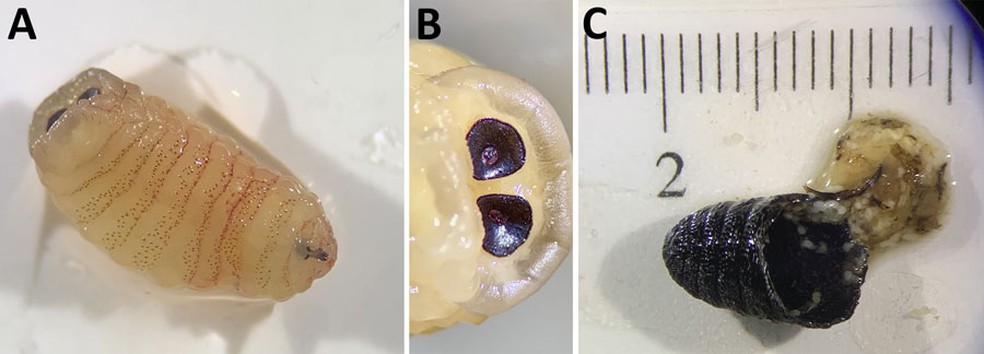 Larva de terceiro instar e pupário de Oestrus ovis recuperados dos seios nasais de uma paciente de 58 anos, Grécia. A) O terceiro instar era amarelado, com fileiras de espinhos na superfície; B) Os peritremas posteriores eram circulares com um botão central; e C) O pupário rompido era preto e enrugado e continha restos da pupa — Foto: Doenças Infecciosas Emergentes