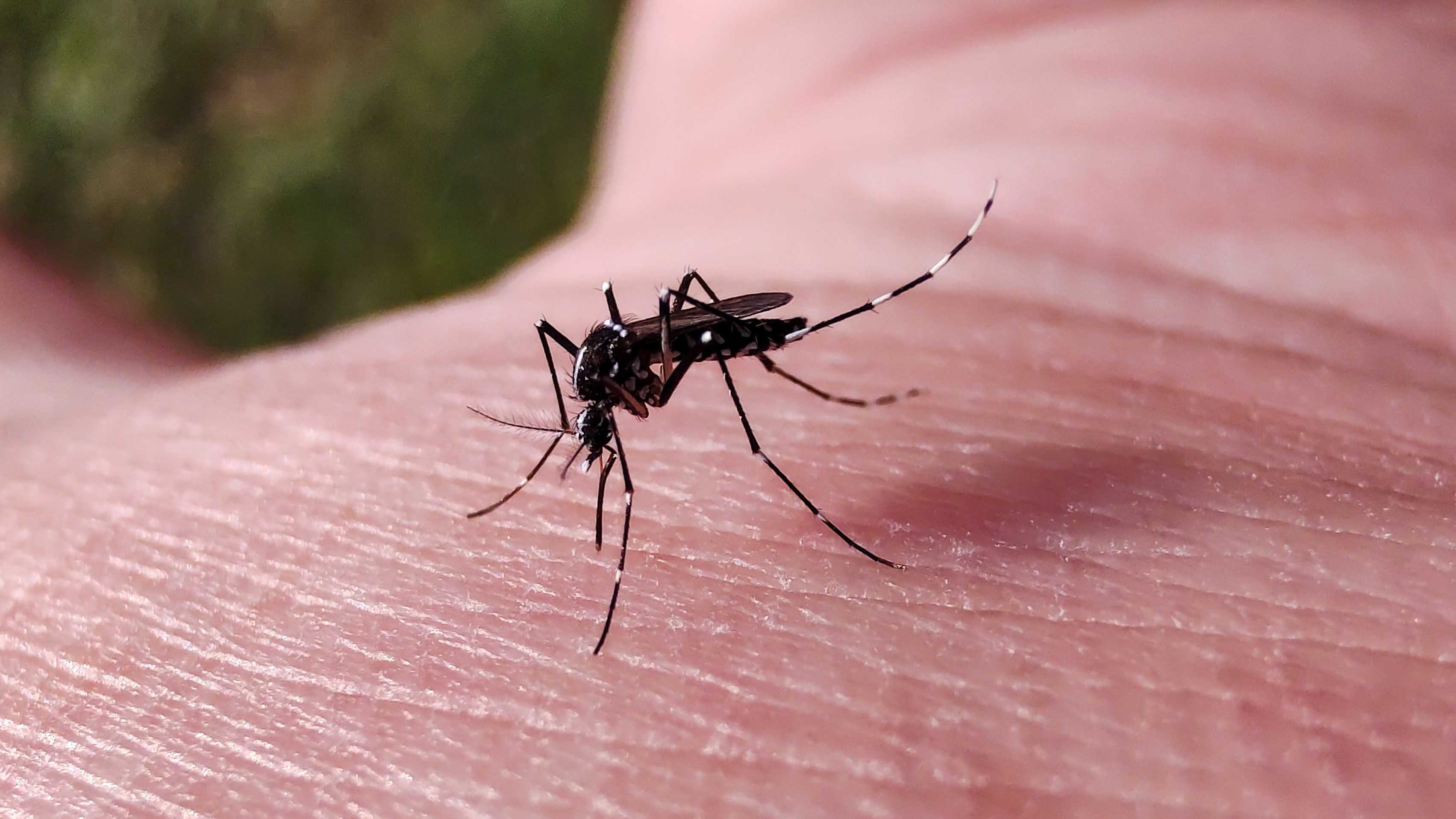 Por que a Europa vai liberar no ambiente 1,5 milhão de mosquitos Aedes infectados com bactéria